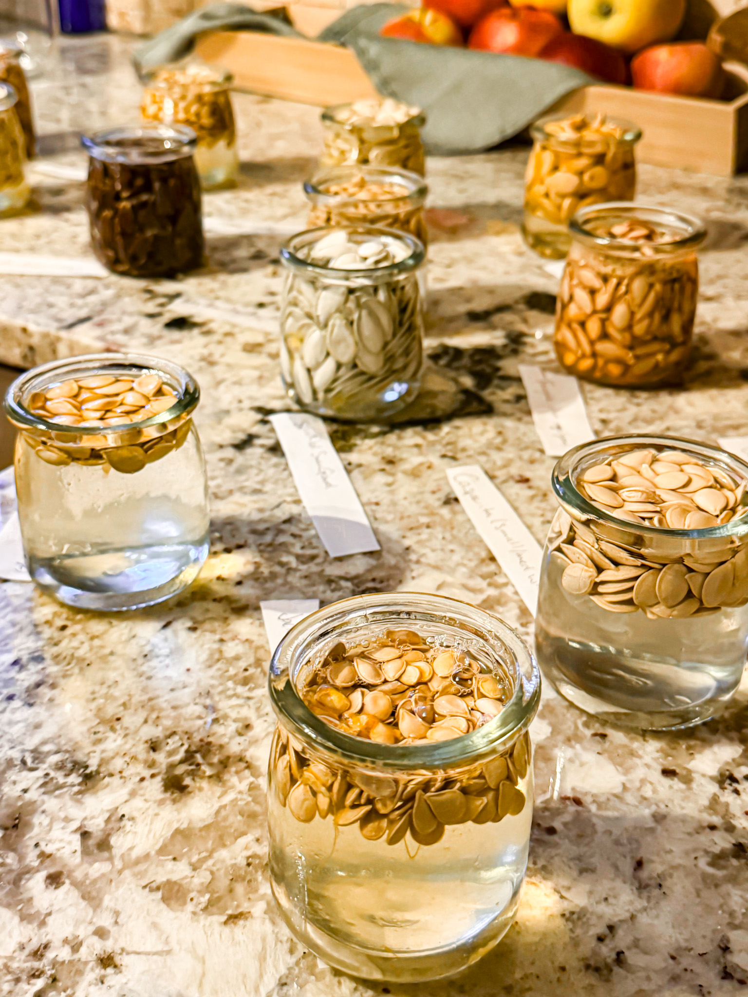 Jars of pumpkin seeds soaking in water on a kitchen counter, part of the seed-saving process at Fiddlehead Homestead.