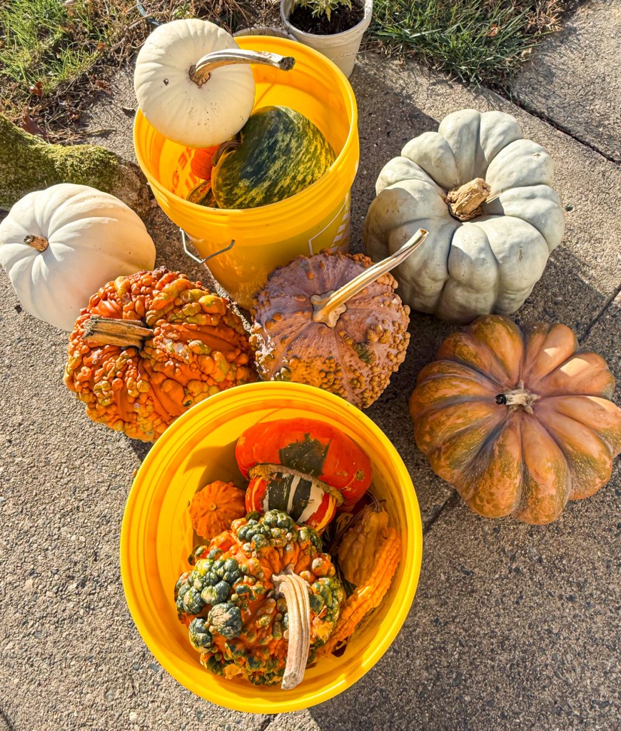 Harvested pumpkins in buckets, including white, orange, and green varieties, prepared for seed saving at Fiddlehead Homestead.