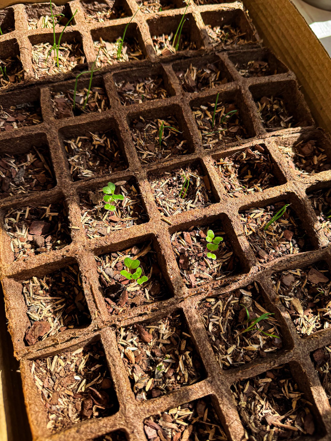 Seedlings sprouting in biodegradable seed trays, started indoors for early spring planting in New England.