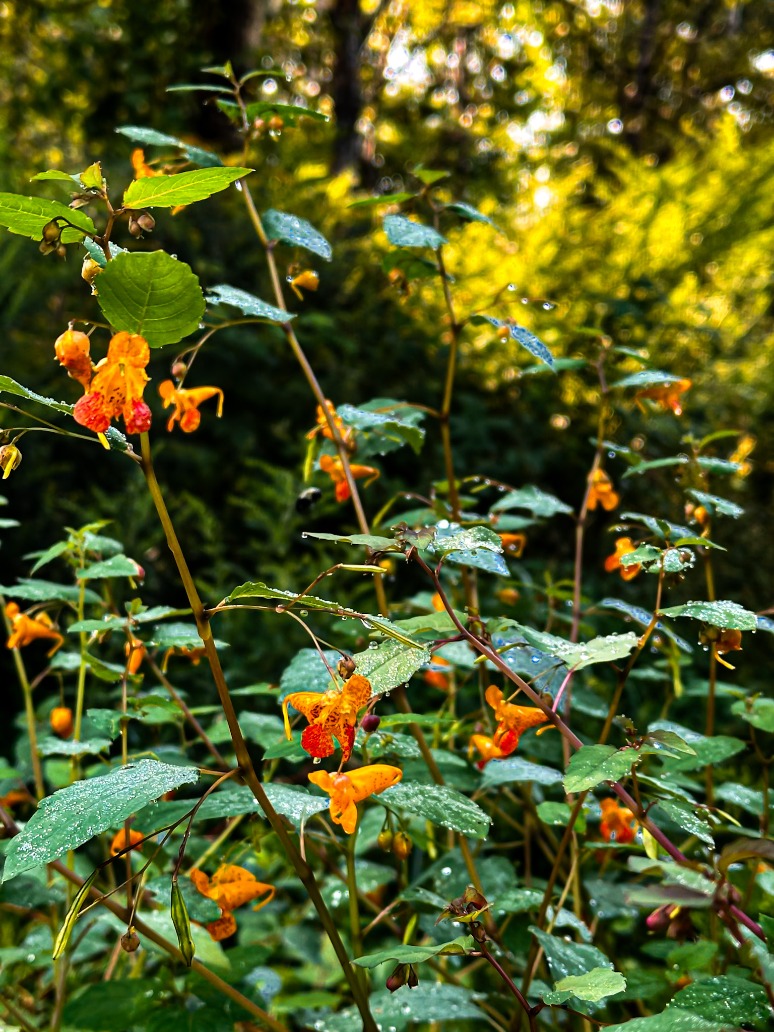 Close-up of jewelweed with orange trumpet-shaped flowers and dew-covered leaves.