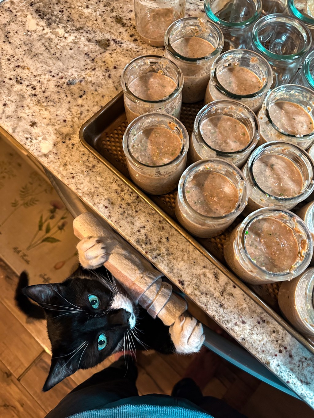 Healthy High Protein Cat Food&nbsp;Recipe