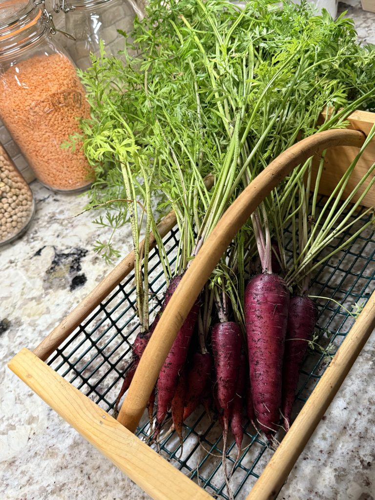 Carrots in the Raised Bed: Growing, Harvesting, and Saving&nbsp;Seed
