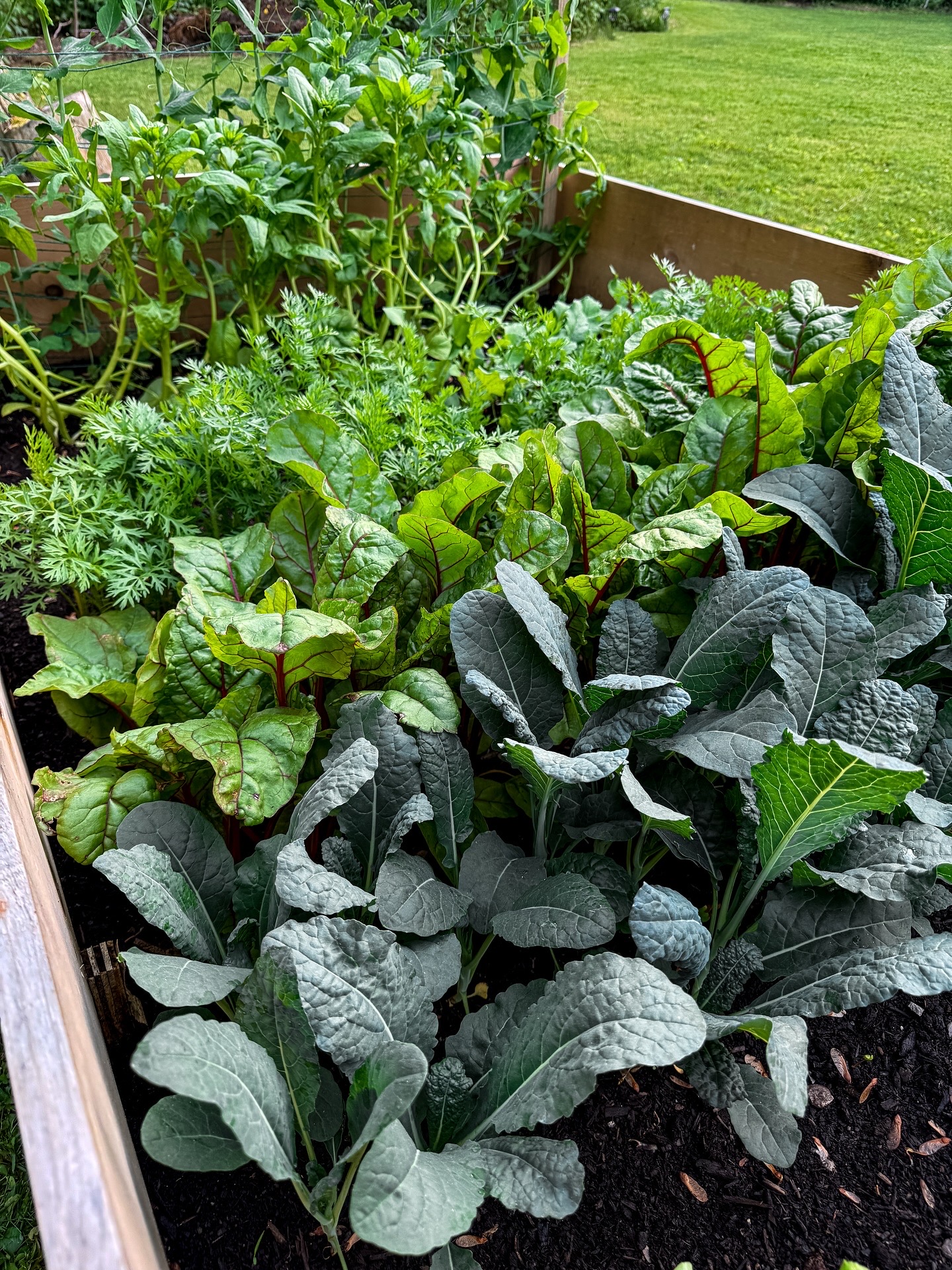Raised garden bed with leafy greens and vegetables growing.
