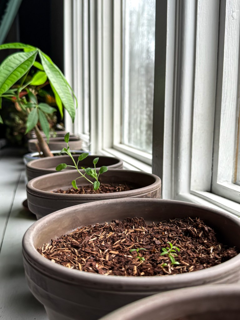 How to Grow Fresh Herbs Indoors This&nbsp;Winter