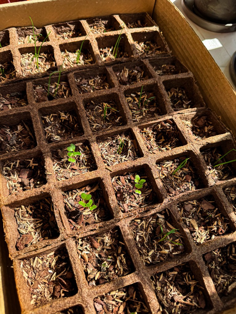 Starting Seeds in Early Spring for Gardening&nbsp;Success