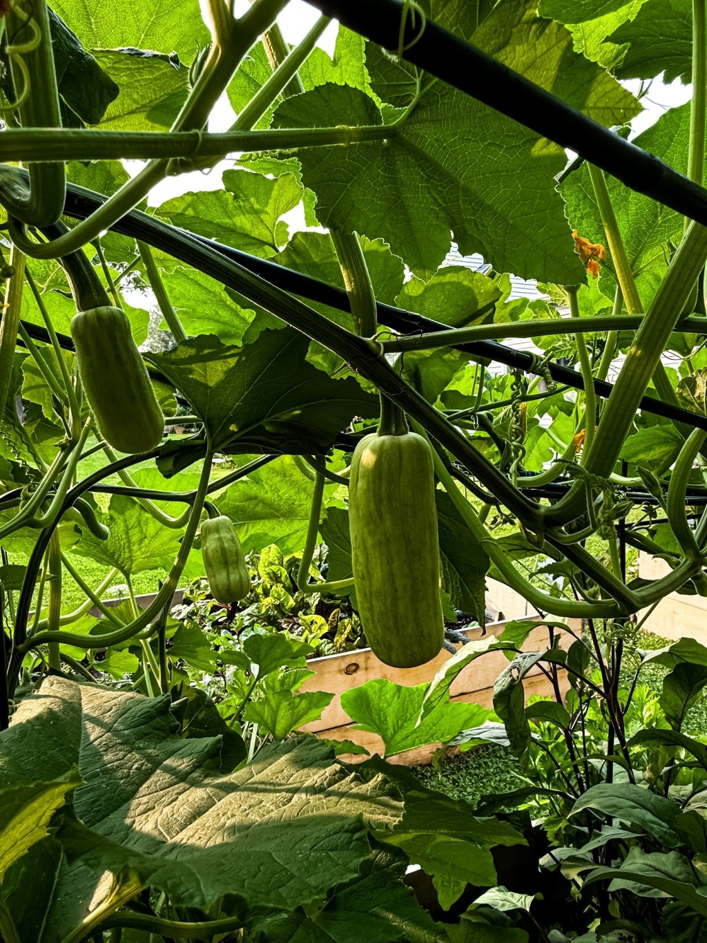 How to Grow Honey Boat Squash in Raised Beds with a&nbsp;Trellis