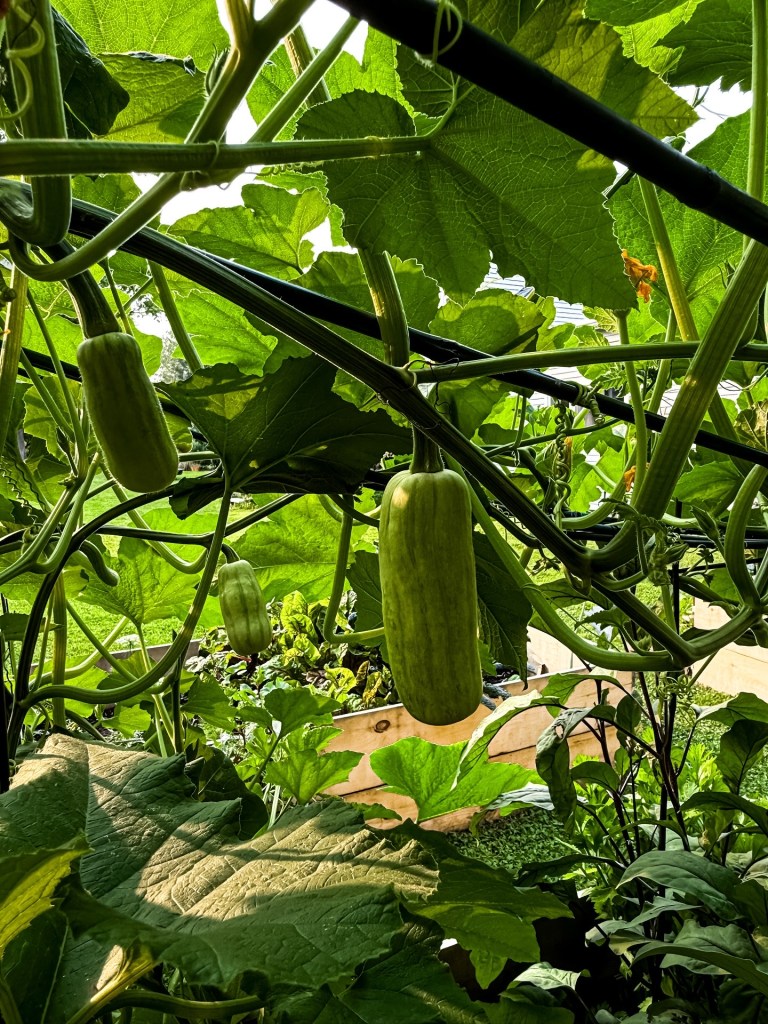 How to Grow Honey Boat Squash in Raised Beds with a&nbsp;Trellis