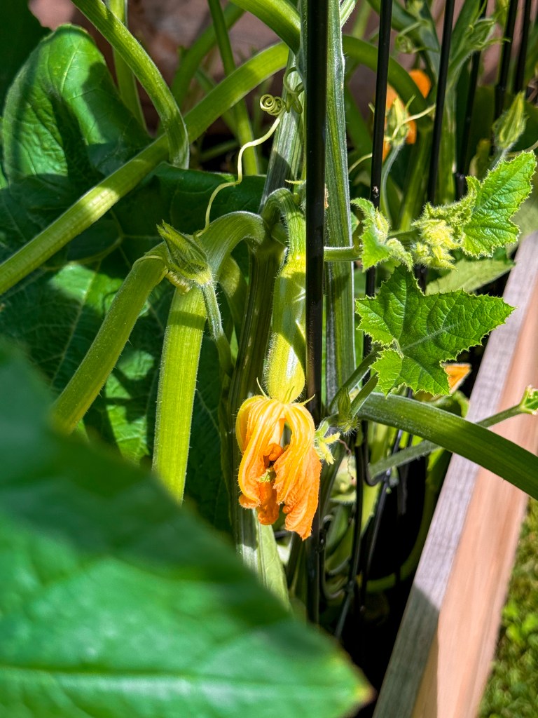 Honey Boat squash blossom growing on a vine in a raised bed garden
