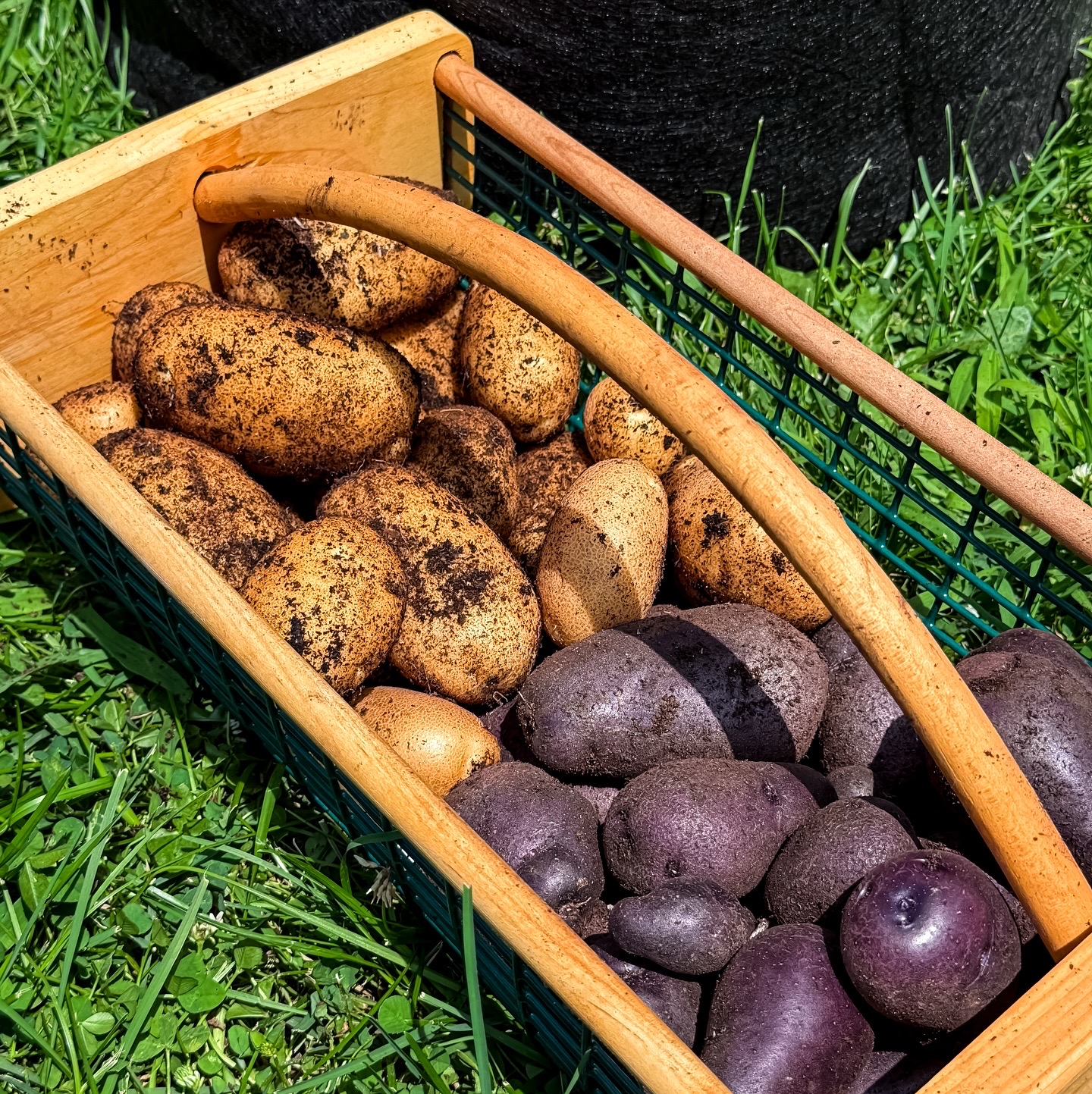 Freshly harvested Adirondack Blue and Caribou Russet potatoes in a wooden basket on grass