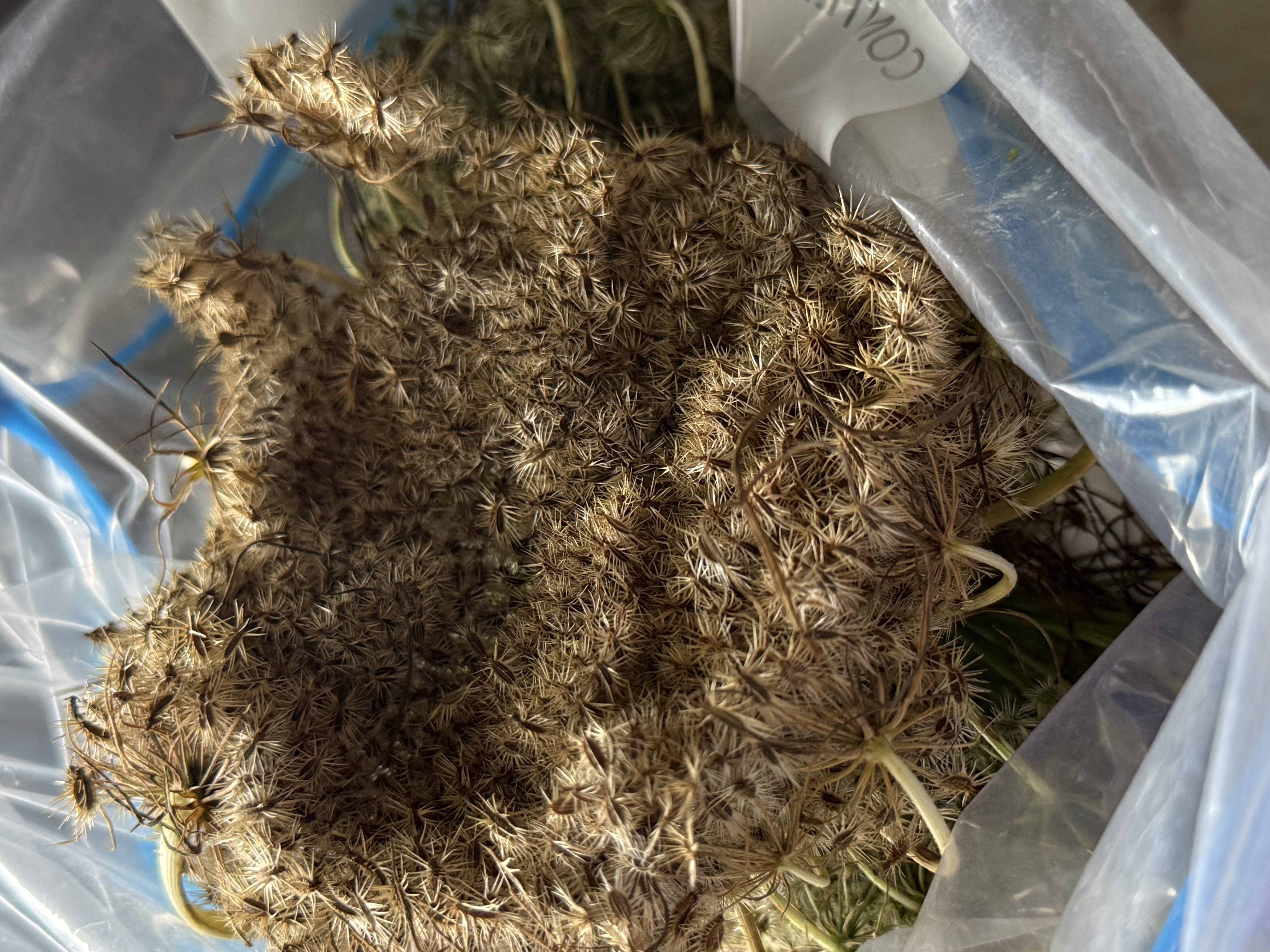 Dried carrot seed head stored in a bag for seed saving.