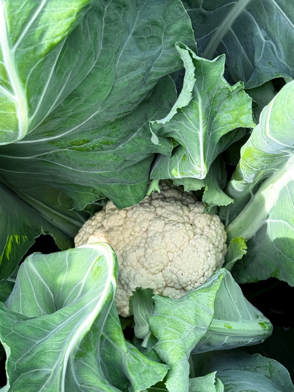 How to Grow Cauliflower: A Guide from Seed to&nbsp;Harvest