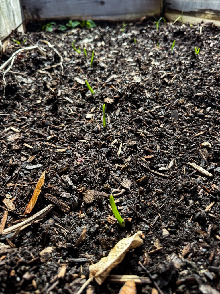 Garlic emerging from soil