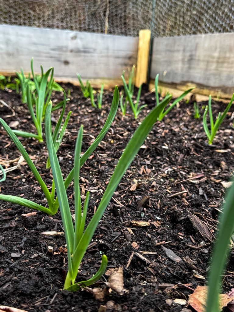 Garlic growing