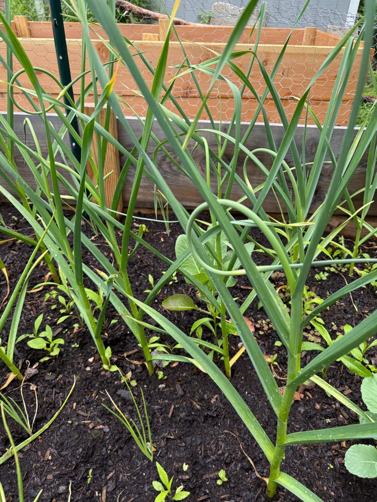Fresh garlic scapes