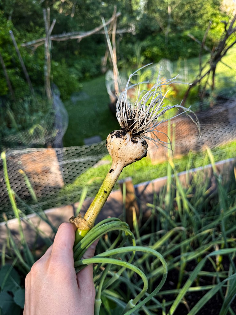 Harvested garlic