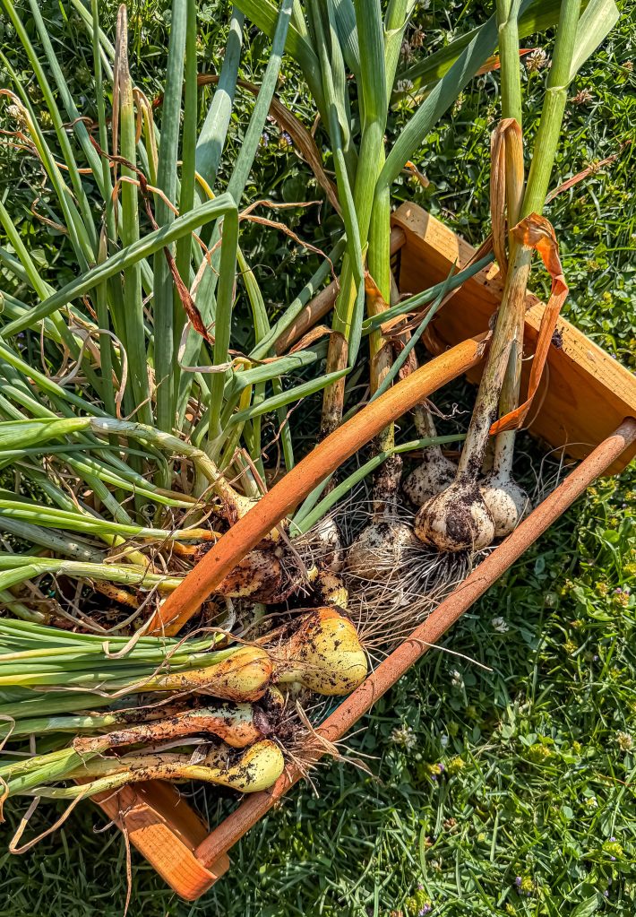Our First Year Growing Garlic (Zone&nbsp;6a)